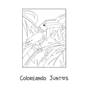 Imagen para colorear de tucán en la selva