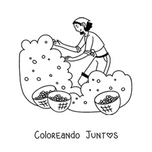 Imagen para colorear de chica recolectando frutos en una siembra