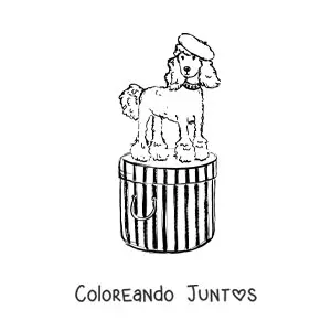 Imagen para colorear de perro caniche