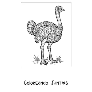 Imagen para colorear de una avestruz realista llena de plumas