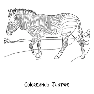 Imagen para colorear de una cebra caminando bajo el sol