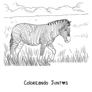 Imagen para colorear de una cebra caminando entre el pasto alto
