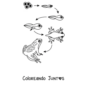 Imagen para colorear del ciclo de vida de la rana, del huevo a la rana adulta