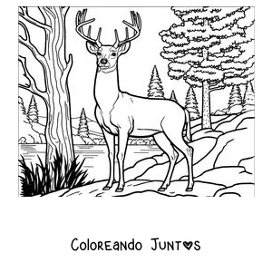 Imagen para colorear de un ciervo adulto junto al río