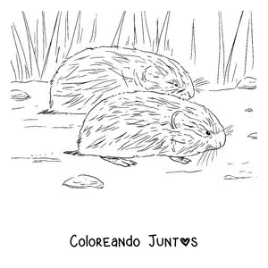 Imagen para colorear de dos lemmings entre la hierba de la tundra