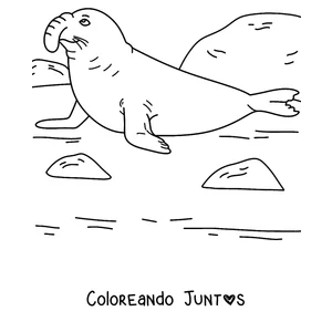 Imagen para colorear de un elefante marino en la playa