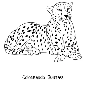 Imagen para colorear de un guepardo echado descansando