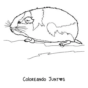 Imagen para colorear de un lemming descansando de perfil
