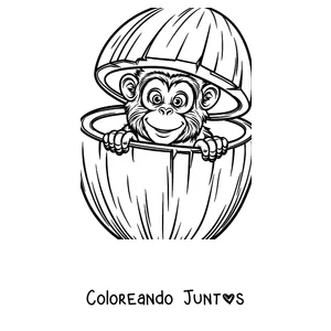 Imagen para colorear de un mono asomándose dentro de un coco