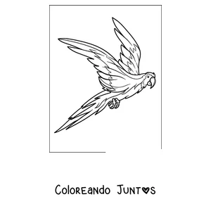 Imagen para colorear de un papagayo volando con las alas bien abiertas