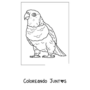 Imagen para colorear de un papagayo regordete parado de cuerpo entero