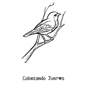 Imagen para colorear de un petirrojo de perfil sobre una rama