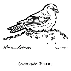 Imagen para colorear de un petirrojo parado en el pasto