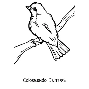 Imagen para colorear de un petirrojo posado mirando hacia arriba