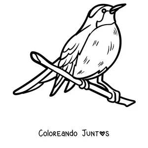Imagen para colorear de un petirrojo posado en su rama