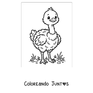 Imagen para colorear de un pichón de avestruz bien esponjoso