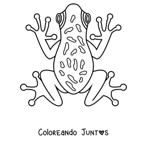 Imagen para colorear de una rana arborícola vista desde arriba