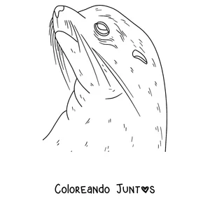 Imagen para colorear del rostro de una foca con sus bigotes