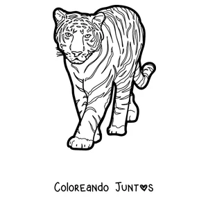 Imagen para colorear de un tigre caminando de frente