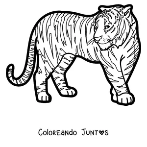 Imagen para colorear de un tigre adulto de pie de perfil