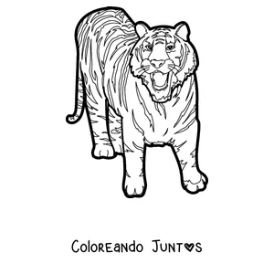 Imagen para colorear de un tigre caminando y mostrando los dientes