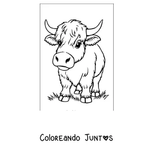 Imagen para colorear de vaca highland peluda con cuernos largos